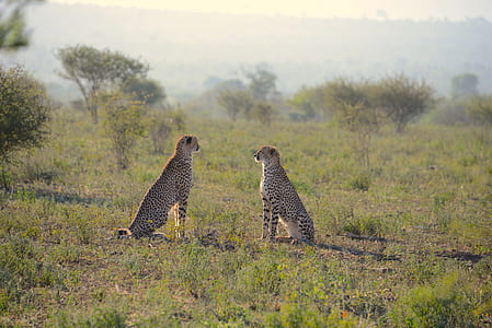 two cheetahs sitting on green grass thumbnail