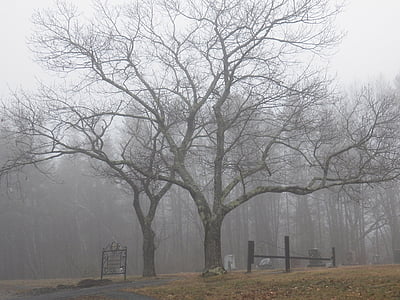 brown bare tree photo during daytime thumbnail