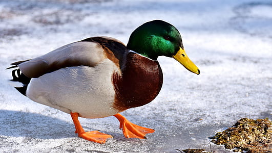 mallard duck standing on ground thumbnail