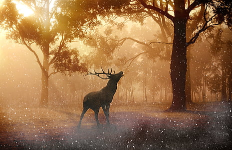 brown buck deer thumbnail