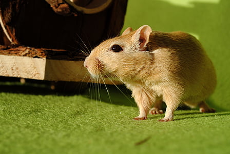 hamster on green surface thumbnail