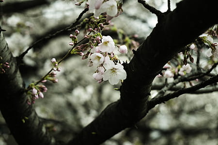 shallow focus photography of white flowers thumbnail