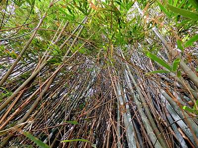 brown bamboo trees thumbnail