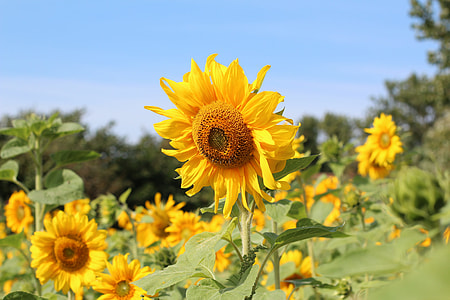 Birthday Bouquet, Sun Flower thumbnail