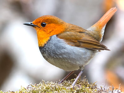 European robin thumbnail