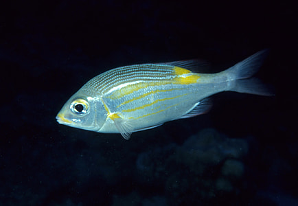 Striped large-eye bream - Gnathodentex aureolineatus thumbnail