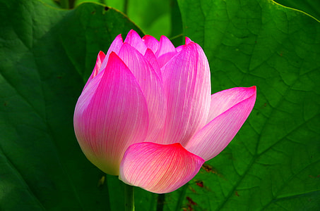 pink petaled flower thumbnail