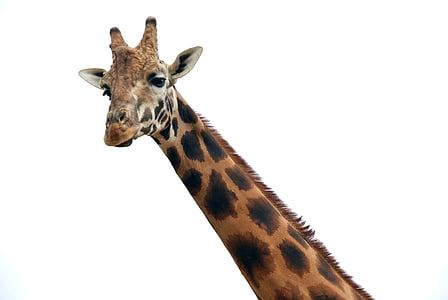 closeup photo of giraffe thumbnail