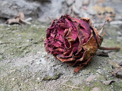 brown and red flower thumbnail
