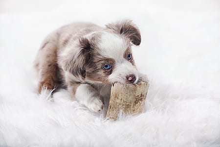 grey and white Australian shepherd puppy on white fleece textile thumbnail