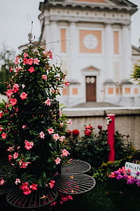 Flower shop in Castelfranco Veneto, Italy thumbnail