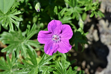 close-up photo of purple petaled flower thumbnail