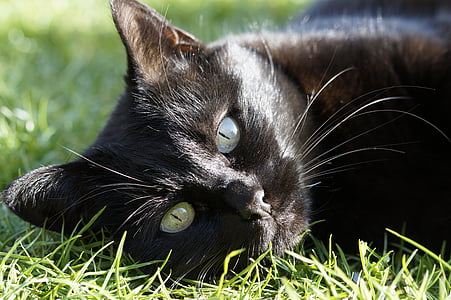 bombay cat lying on green grass thumbnail