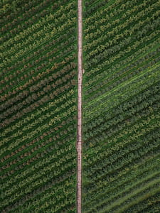 aerial photography of straight road between trees during daytime thumbnail