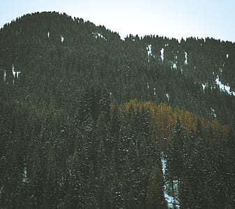 mountain covered with trees and snow thumbnail