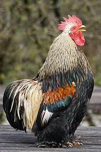 closeup photo of brown, black, and yellow rooster thumbnail