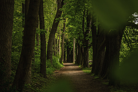 green and brown treess during daytime thumbnail