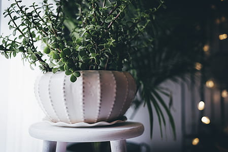 jade plant in vase on chair thumbnail