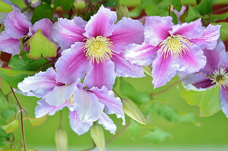 close-up photography of purple petaled flowers thumbnail