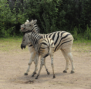 two zebras in field thumbnail