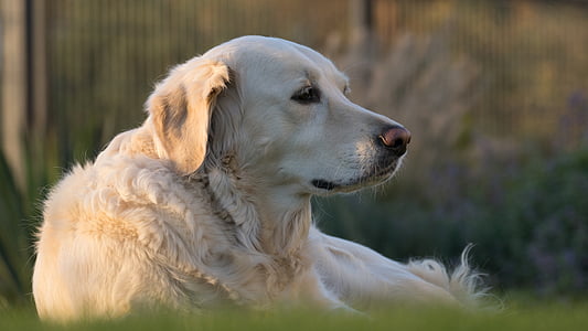 shallow focus photo of long-coated brown dog thumbnail