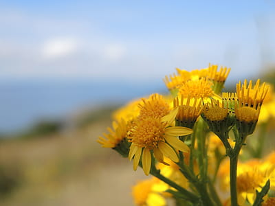 selective focus photography of yellow petaled flowers thumbnail
