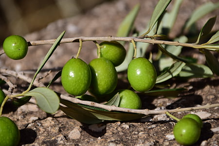 close-up photo of green olives thumbnail