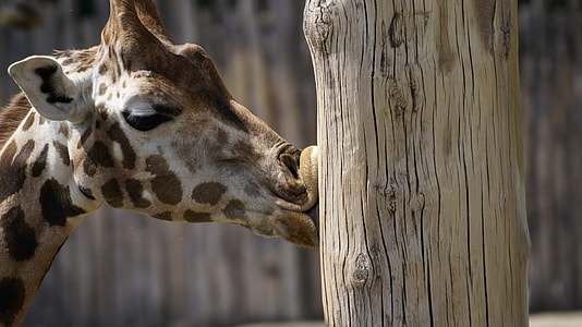 Giraffe kissing brown tree trunk thumbnail