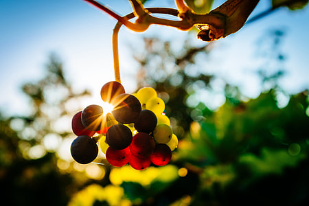 Grapes in a vineyard at sunset thumbnail