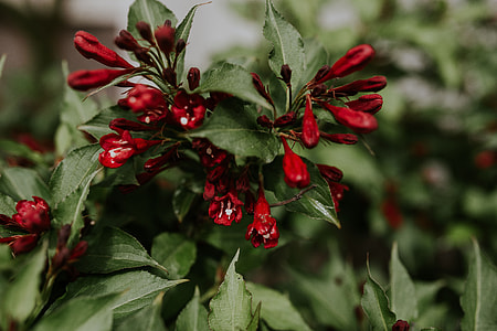 Close-ups of leaves, flowers and fruit on trees, part 2 thumbnail