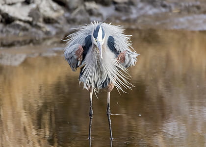 bird in shallow focus thumbnail