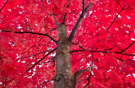 red leaf tree thumbnail