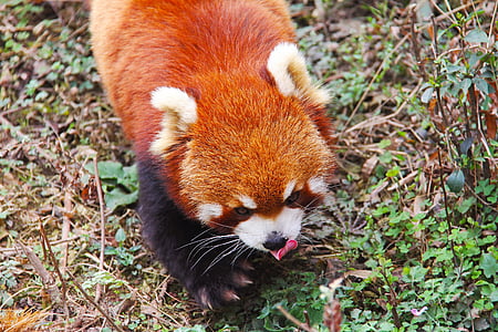 brown land animal thumbnail