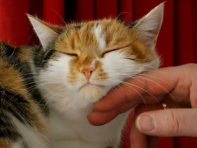 tricolor Calico cat thumbnail