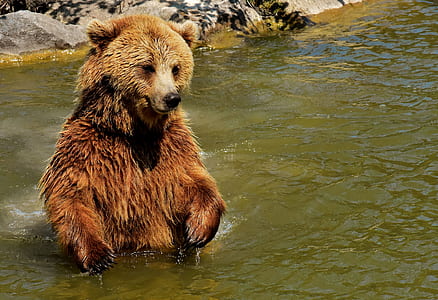 brown bear standing in water thumbnail