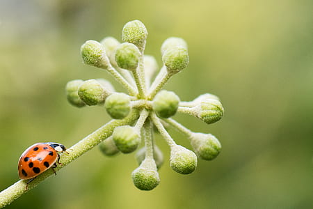 lady bug on green plant thumbnail