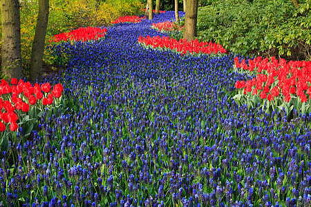 bed of lavender flowers thumbnail