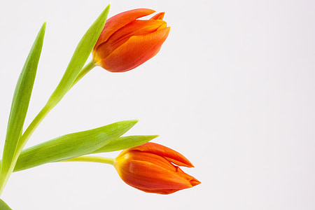 two orange petal flowers thumbnail