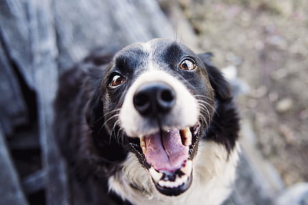 animal, dog, pet, eyes thumbnail