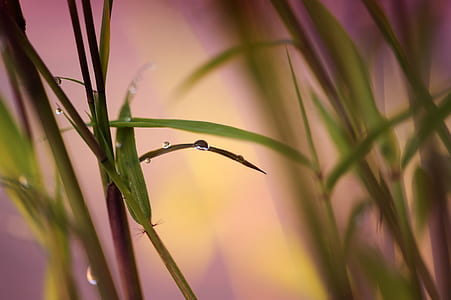 green leaf plant with water dew thumbnail