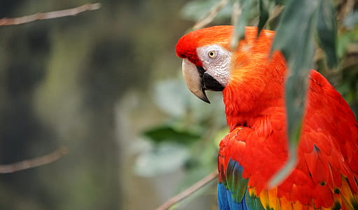 multicolored bird thumbnail