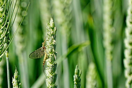 black mayfly perched on green plant thumbnail