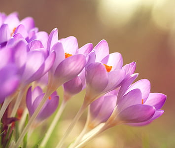 purple-petaled flower closeup photography thumbnail