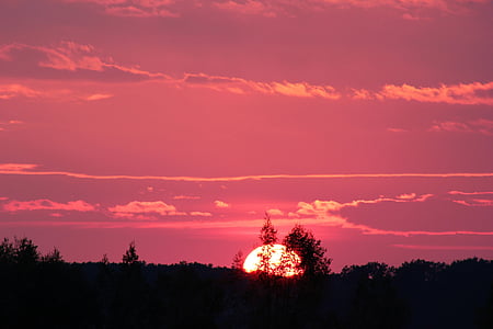 photo of silhouette trees during golden hour thumbnail