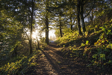pathway in between trees thumbnail