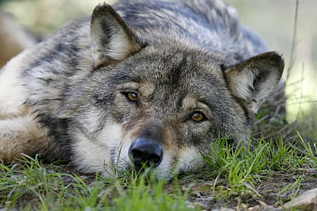 short-coated gray dog lying down on grass thumbnail