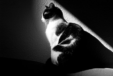 grayscale photography of short-fur cat thumbnail