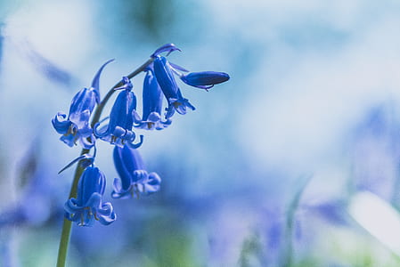 shallow focus photo of flowers thumbnail