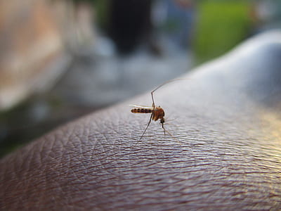 brown mosquito on human skin thumbnail