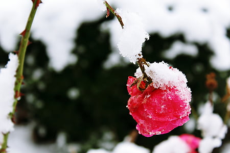 shallow focus photo of pink rose thumbnail